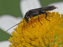 Oedemera pthysica