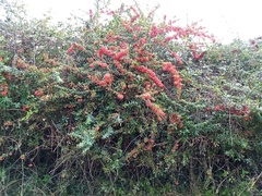 Pyracantha koidzumii