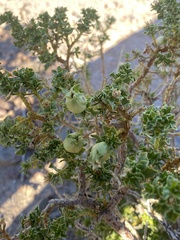 Baccharis tola