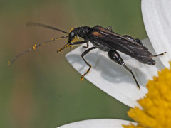 Oedemera pthysica