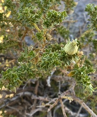 Baccharis tola