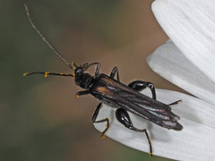 Oedemera pthysica