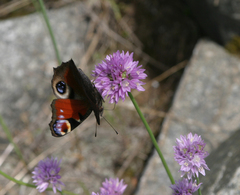 Sand Leek (Allium schoenoprasoides)
