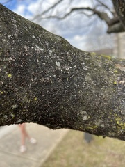 Amphilogia gyrosa