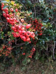 Pyracantha koidzumii