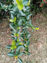 Pyracantha koidzumii