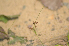 Juncus compressus