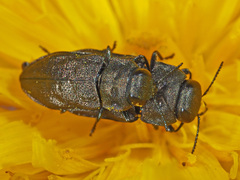 Anthaxia quadripunctata