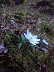 Anemonoides trifolia albida