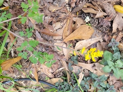 Corydalis micrantha