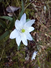 Anemonoides trifolia albida