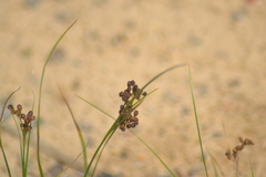 Juncus compressus