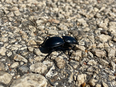 Pasimachus elongatus