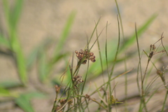 Juncus compressus
