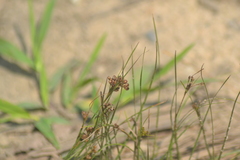 Juncus compressus