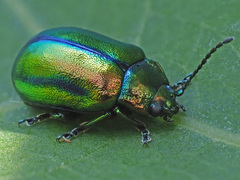 Chrysolina fastuosa