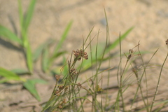 Juncus compressus