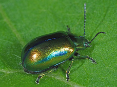 Chrysolina fastuosa