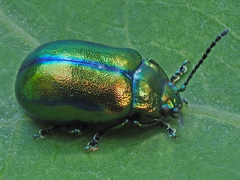 Chrysolina fastuosa
