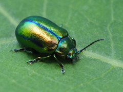 Chrysolina fastuosa