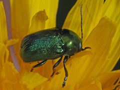 Cryptocephalus sericeus