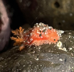 Lissothuria nutriens