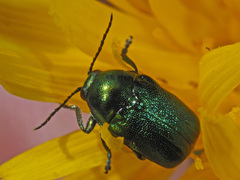 Cryptocephalus sericeus