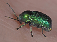 Cryptocephalus sericeus