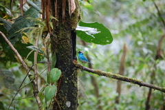 Chalcothraupis ruficervix