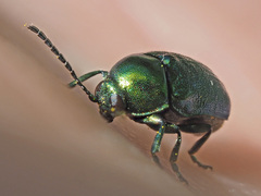 Cryptocephalus sericeus