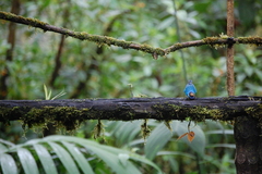 Chalcothraupis ruficervix