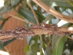 Aconophora compressa