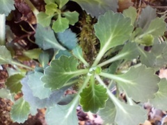 Saxifraga spathularis