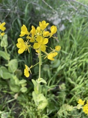 Brassica rapa