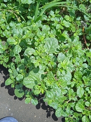 Trianthema portulacastrum