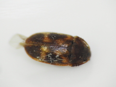 Litargus balteatus