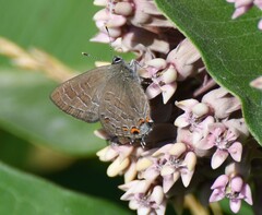 Satyrium liparops