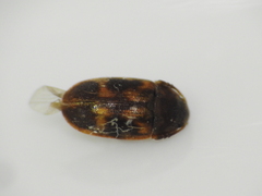 Litargus balteatus