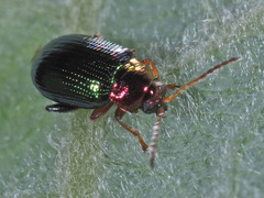 Crepidodera aurata