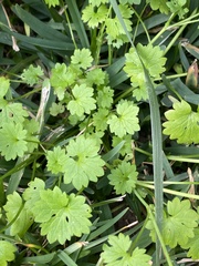 Ranunculus platensis