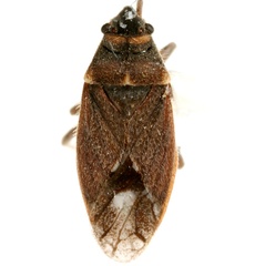 Lygaeospilus tripunctatus