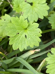 Ranunculus platensis