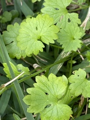 Ranunculus platensis