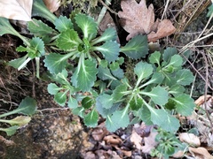 Saxifraga spathularis