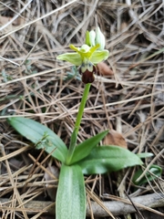 Ophrys fusca