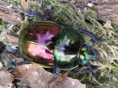 Trypocopris pyrenaeus