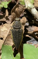 Psiloptera