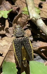 Psiloptera