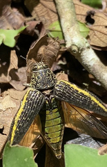 Psiloptera