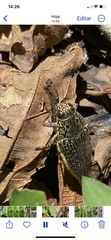 Psiloptera